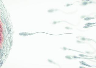 σπερματοζωάρια πλησιάζουν το ωάριο