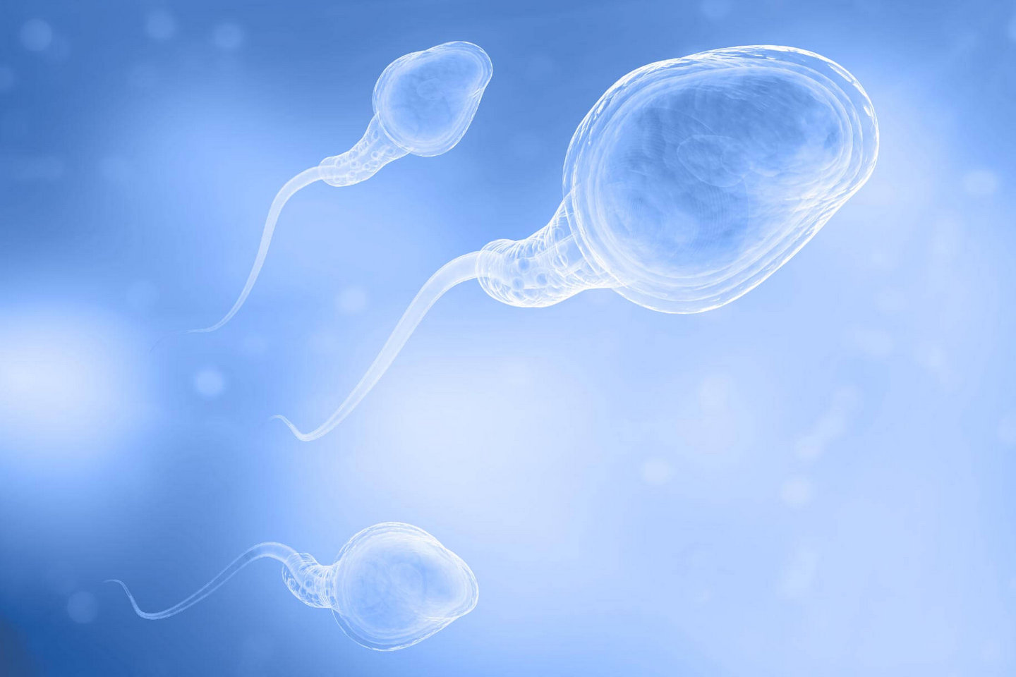 sperm cells