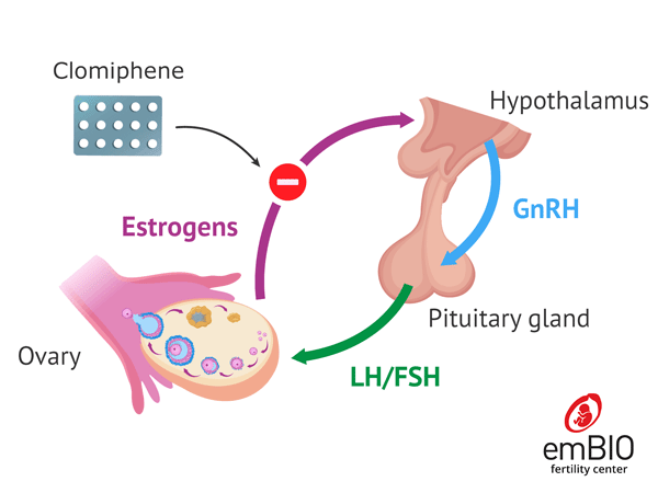 mini ivf with clomiphene