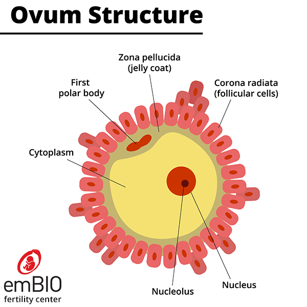 ovum structure