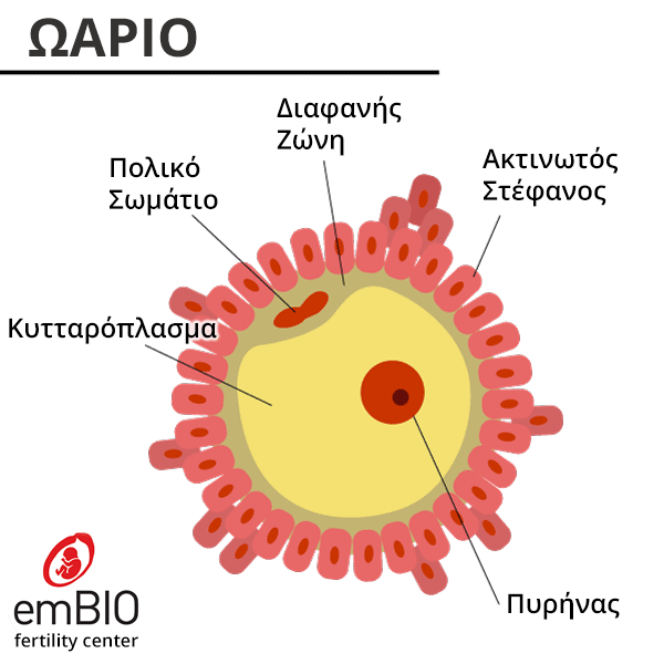 ανατομία ωαρίου