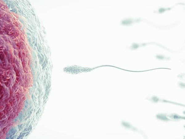 sperm fertilizing the egg