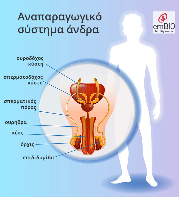 αναπαραγωγικό σύστημα άντρα