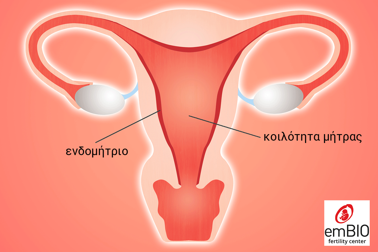 μήτρα ενδομήτριο