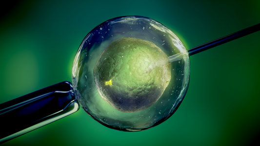 ovulo umano al microscopio