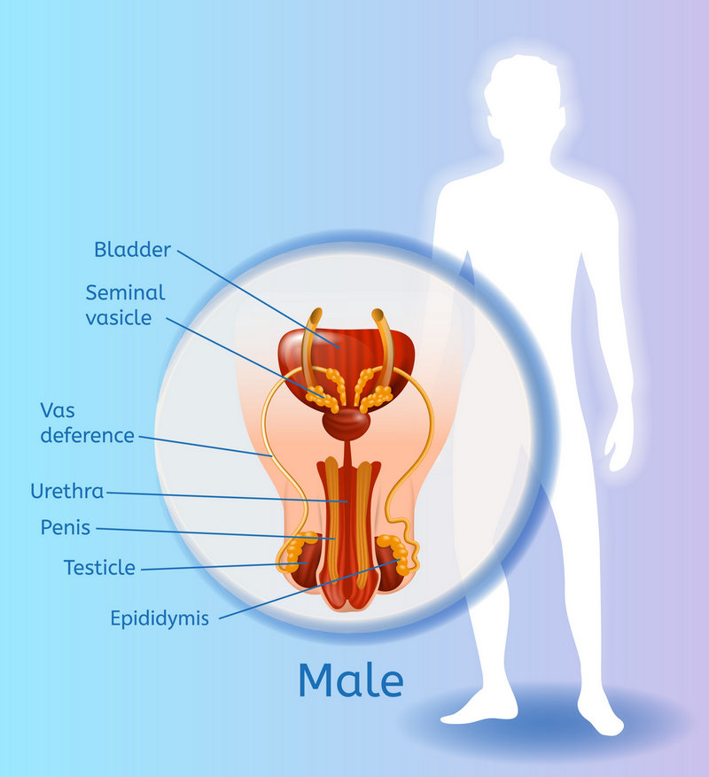 الجهاز التناسلي الذكري - male reproductive system