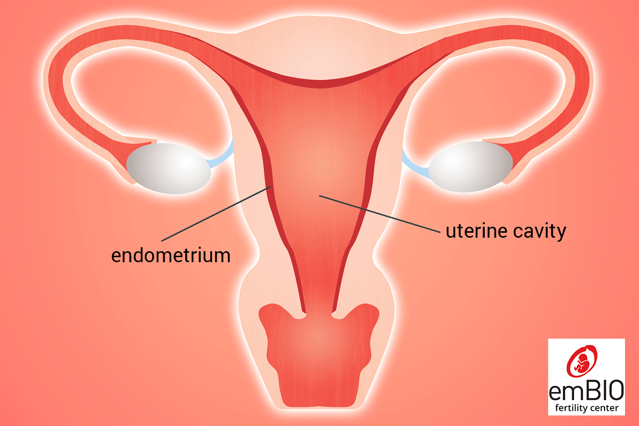 uterus and endometrium