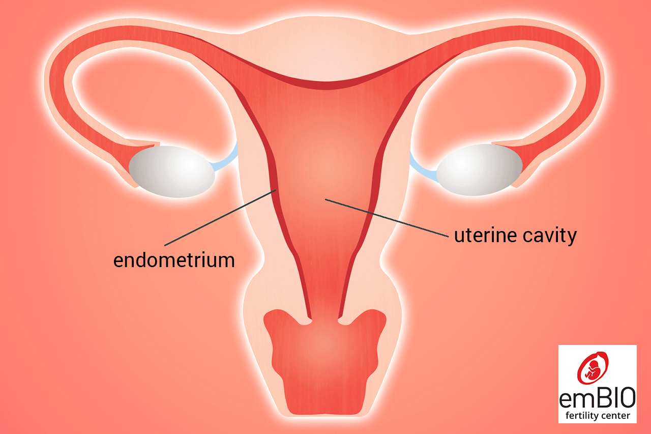 الرحم وبطانة الرحم - uterus and endometrium