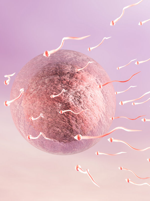jajna ćelija sa spermom