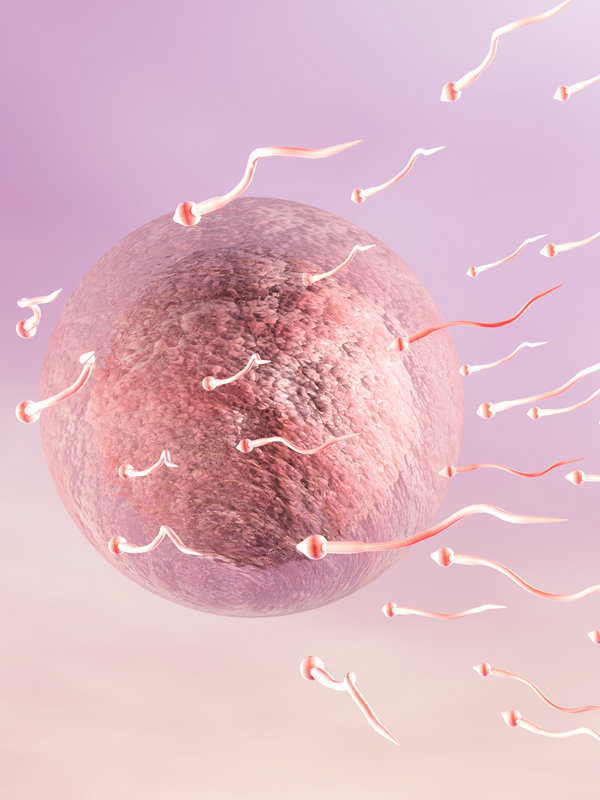 ovocytes avec spermatozoide