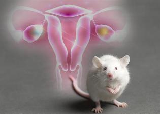 Βιοαντίγραφο ωοθηκών, μπορεί να δώσει λύση στην υπογονιμότητα γυναικών που είχαν υποβληθεί σε αντικαρκινικές θεραπείες