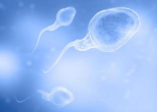 sperm cells