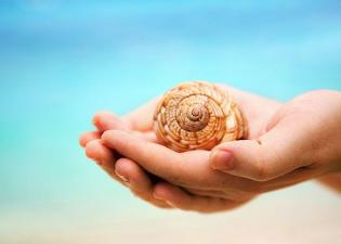 Sea Shell