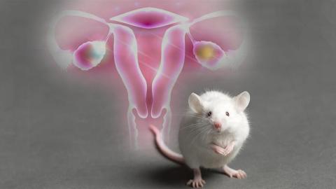 Βιοαντίγραφο ωοθηκών, μπορεί να δώσει λύση στην υπογονιμότητα γυναικών που είχαν υποβληθεί σε αντικαρκινικές θεραπείες