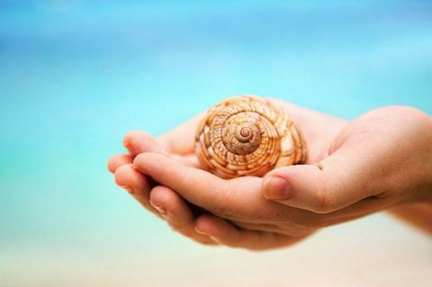 Sea Shell