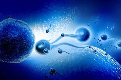 Sperm fertilizing egg